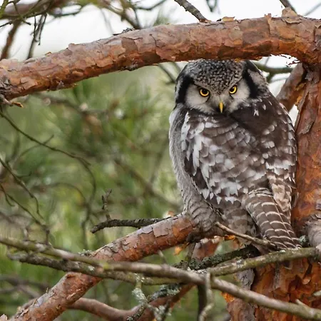 Hotel Haltia Nature Boutique & Glamping