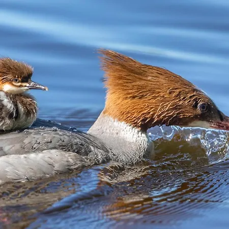 Hotel Haltia Nature Boutique & Glamping Espoo