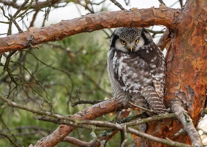 Hotel Haltia Nature Boutique & Glamping