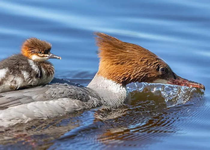 Hotel Haltia Nature Boutique & Glamping Espoo